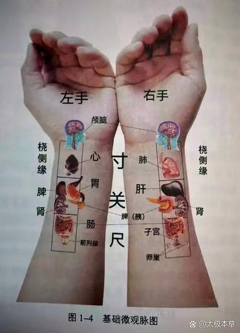 摸脉搏的位置图片