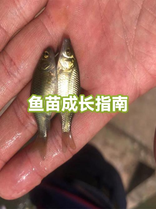 军鱼苗一年能长多大