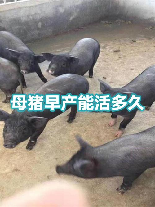 猪早产一般活不过几天