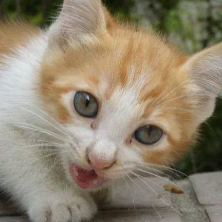 《小猫猫》全集
