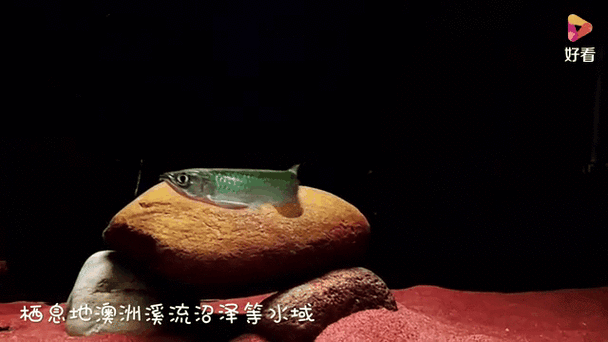 龙鱼沉底不动怎么补救