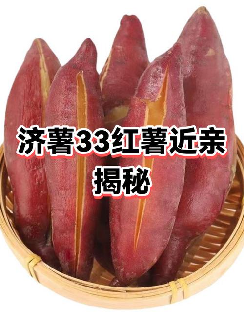 地瓜的品种介绍截图2