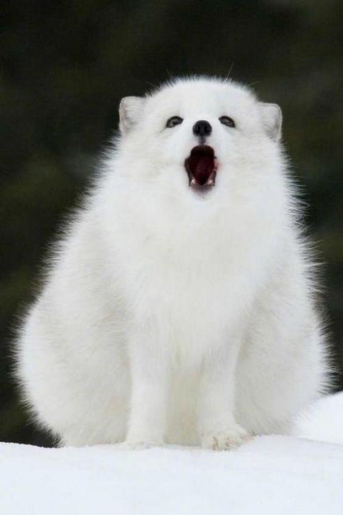 雪狐狸 雪狐狸