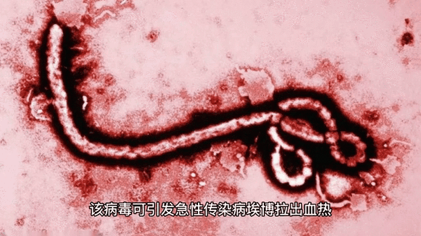 世界顶级病毒排行榜