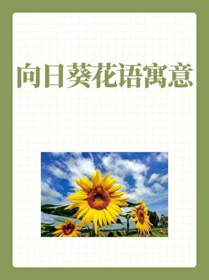 花语向日葵代表什么