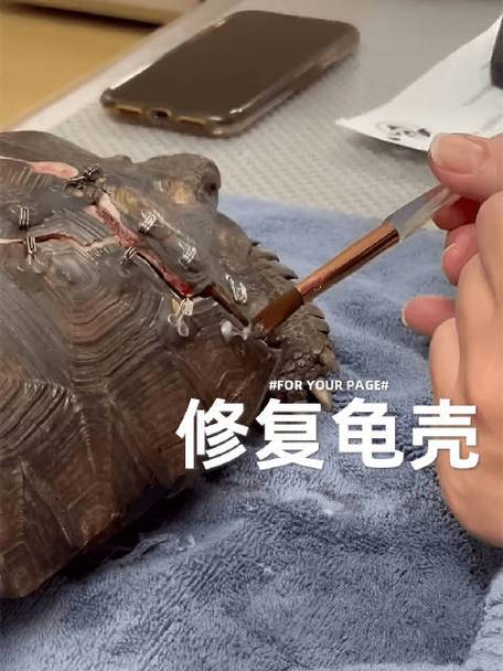 乌龟壳裂了乌龟会不会死
