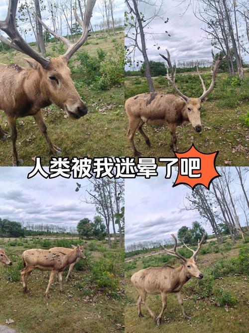 侠盗猎车手5怎么给麋鹿拍照截图2