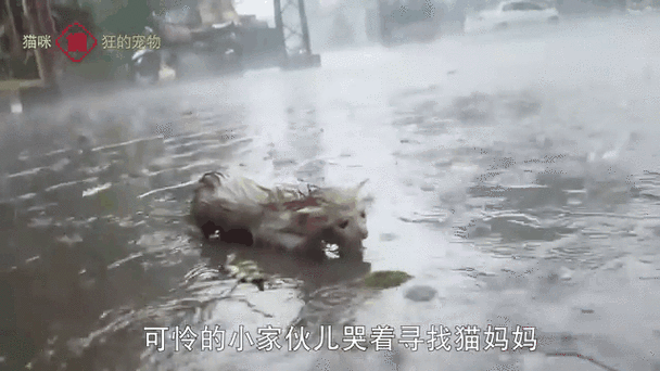 小猫丢了猫妈妈会伤心多久