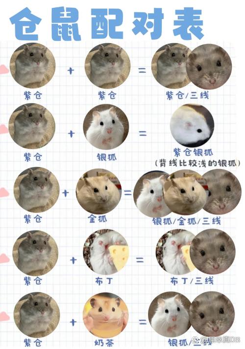 仓鼠一抽一抽像打嗝一样截图3