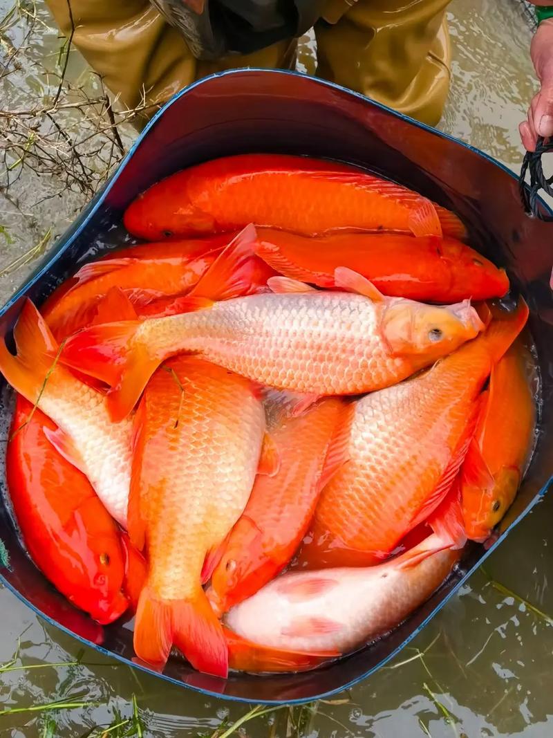 红鲤鱼颜色变浅怎么办