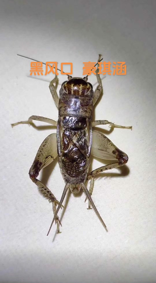 蛐蛐也疯狂