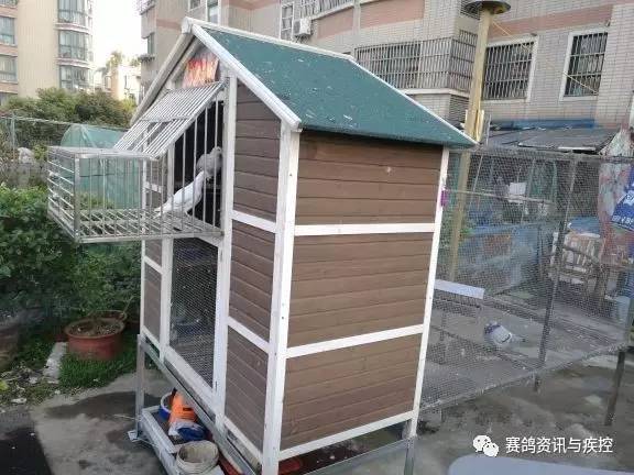 养10只鸽子的小型鸽舍