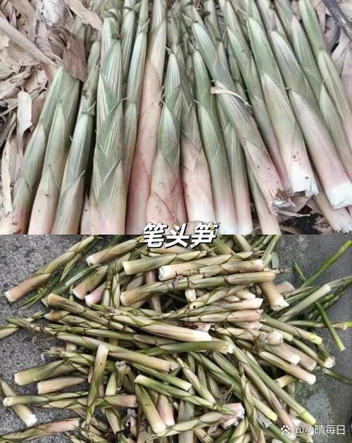 7月到9月的竹笋有哪些