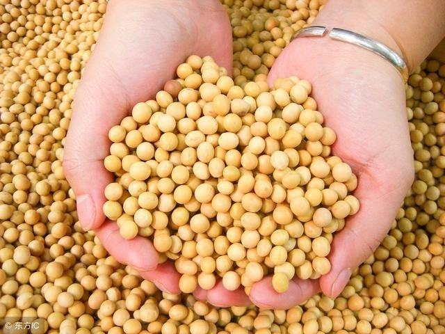 一斤黄豆有多少粒 一斤黄豆有多少粒