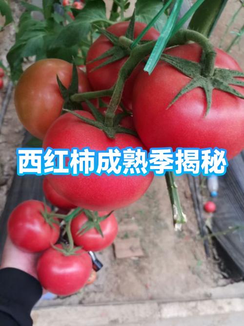 番茄什么季节成熟