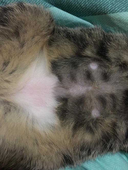 母猫咪咪 母猫咪咪