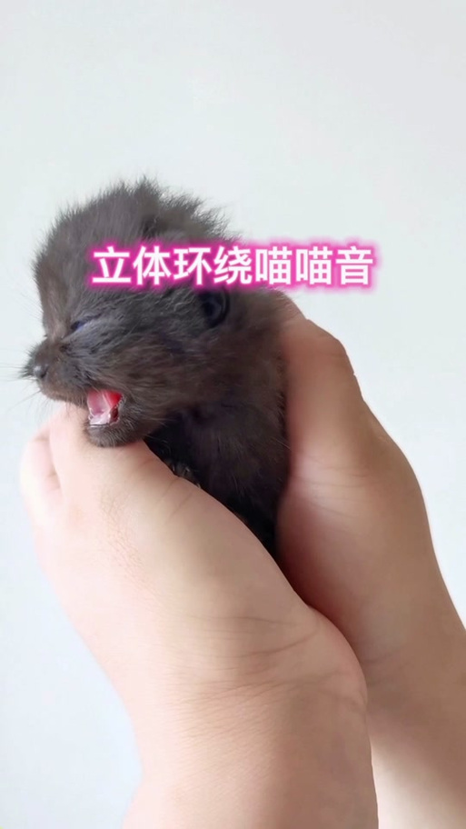 猫叫声 小猫