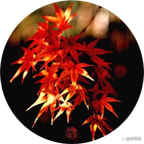 枫叶红是啥色号 枫叶红是啥色号