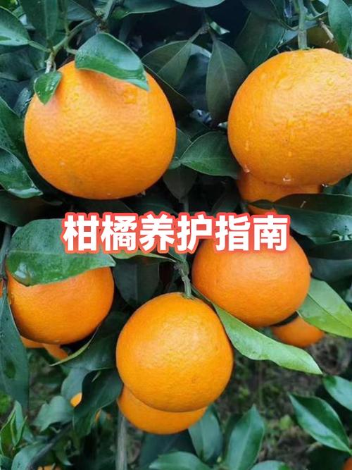 柑橘树黄叶的处理方法