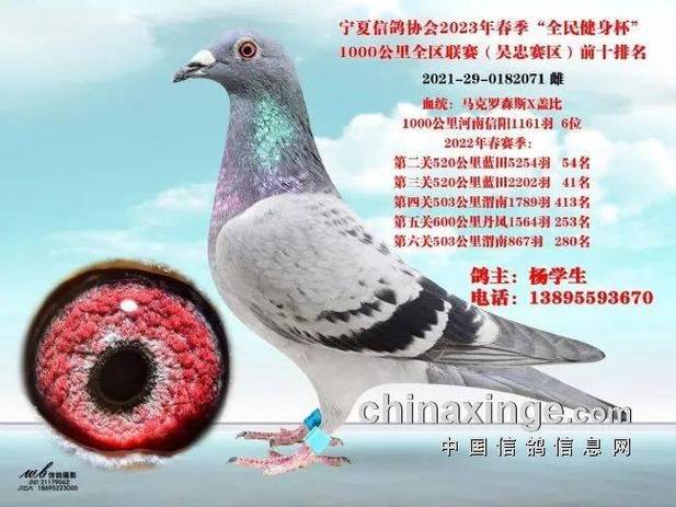 下载讯鸽app官方最新版