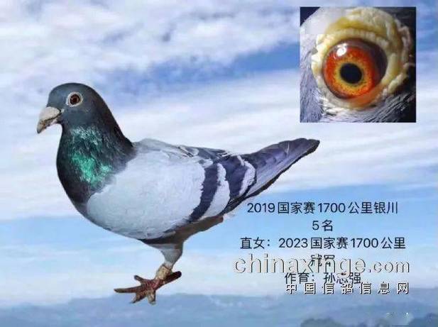 下载讯鸽app官方最新版截图3