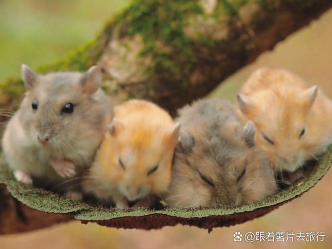 小仓鼠都吃什么食物