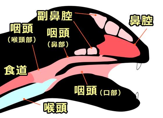猫咪喉咙那里摸着会有凸起吗
