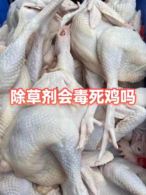 鸡吃什么能快速被毒死