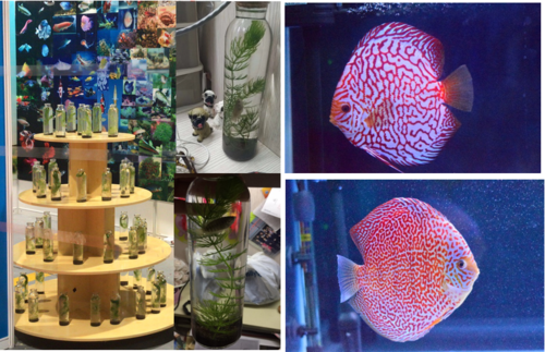 上海水族展览会截图3