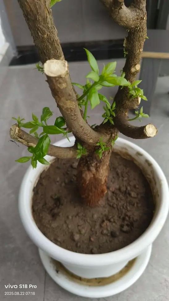 三角梅什么时候发芽