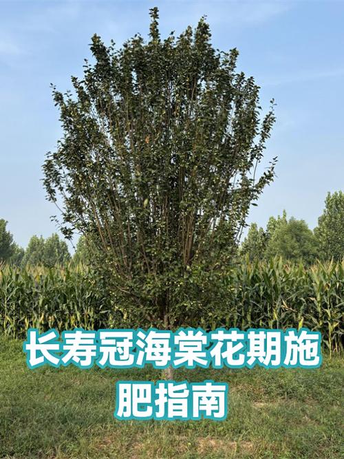海棠花几月份开花