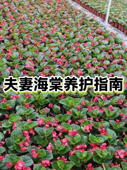 海棠花几月份开花截图2
