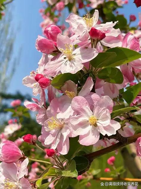 海棠花几月份开花截图3
