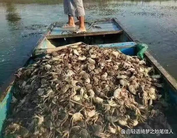 鱼吃螃蟹还是螃蟹吃鱼