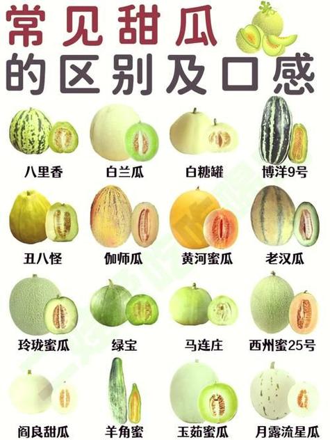 香瓜品种哪个好