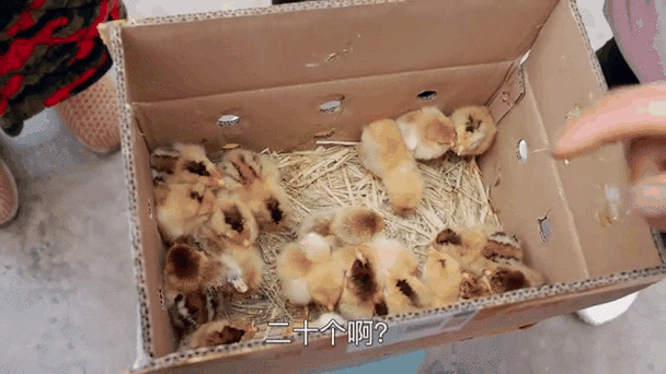鸡崽
