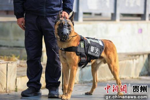 警犬巡逻队最新宣传