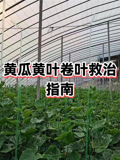黄瓜黄叶的处理方法