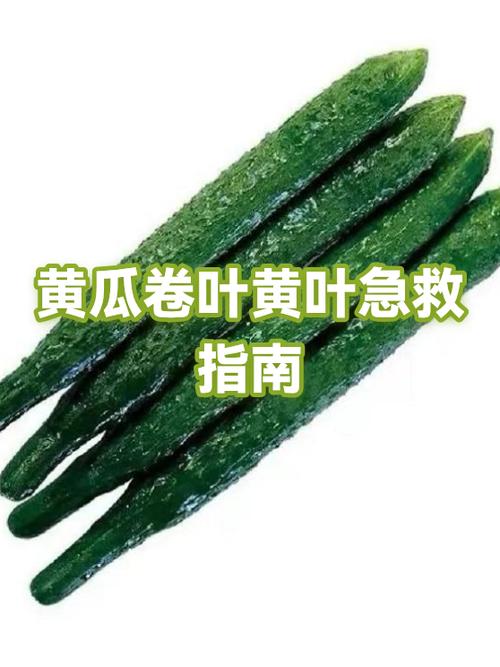 黄瓜黄叶的处理方法截图2