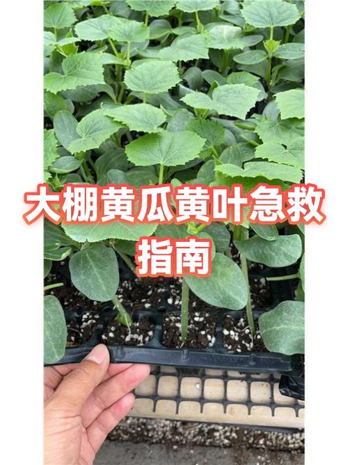黄瓜黄叶的处理方法截图3