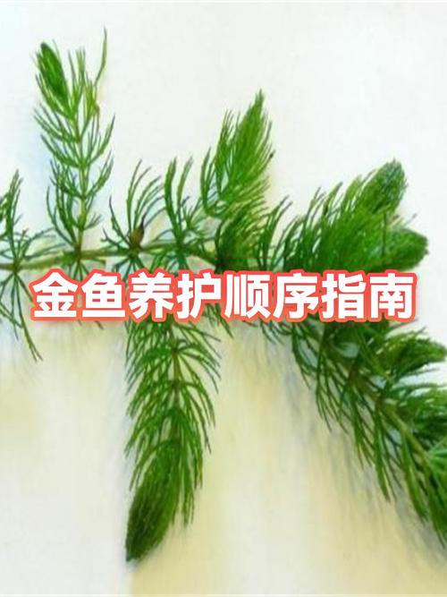金鱼用什么缸养最好