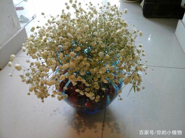 满天星可以不放水吗