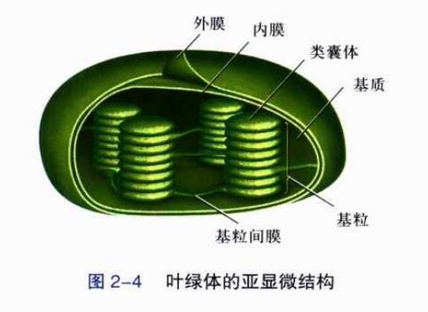 光合作用叶绿体结构是什么