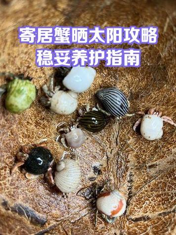 最好养的海葵