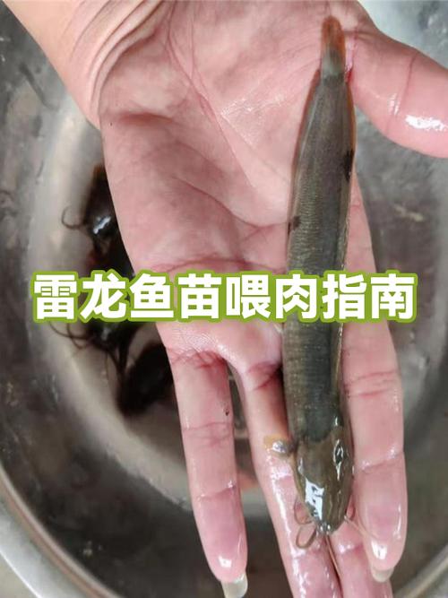 雷龙升级需要多少资源