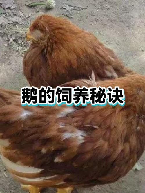 鹅养不肥的原因