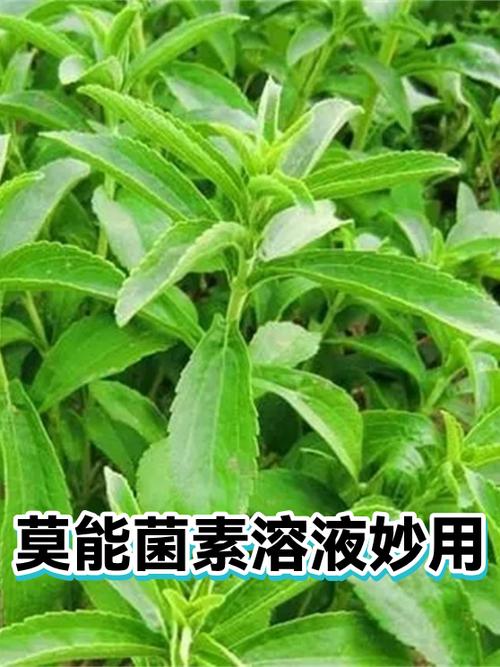 老滚5寄生虫免疫药水