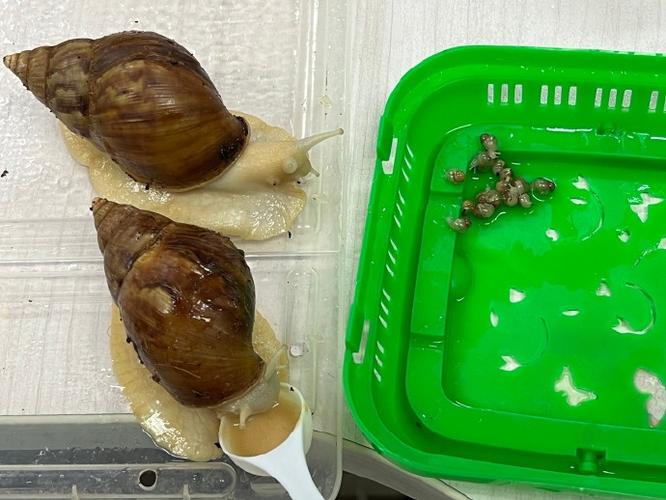 蜗牛小蜗 蜗牛小蜗