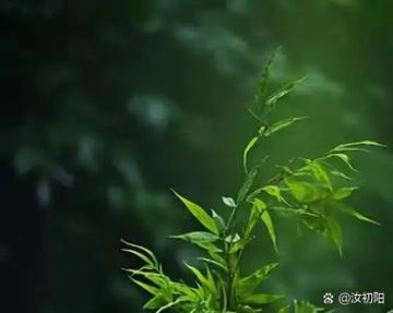 绿意渐浓修改无绿