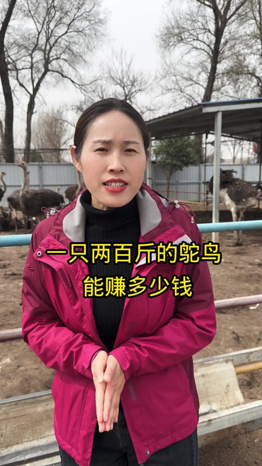 养鸵鸟10只一年利润多少